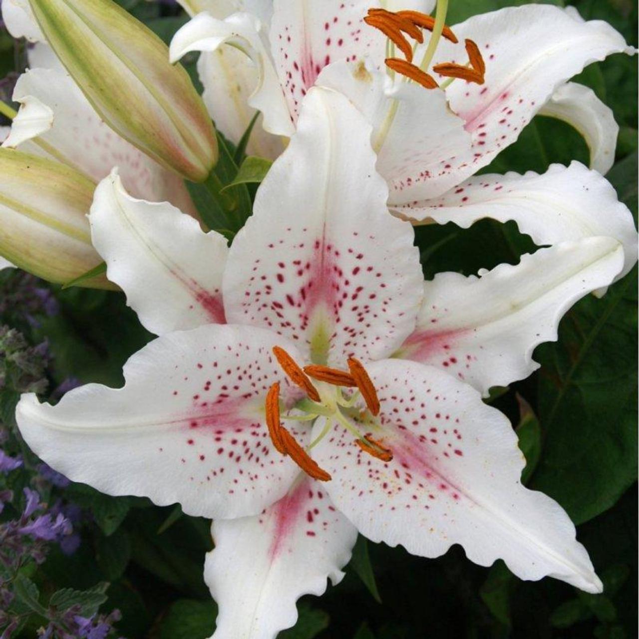 lilium-muscadet Lilium 'Muscadet' plant
