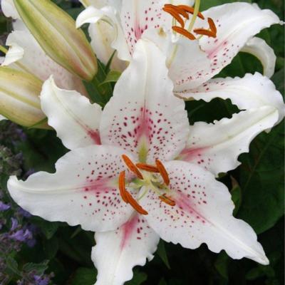 lilium-muscadet