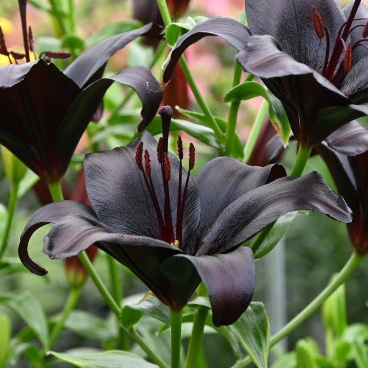 Lilium 'Nightrider' plant