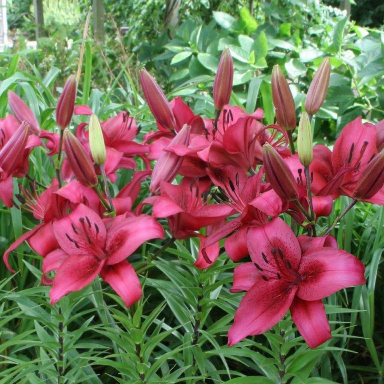 lilium-november-rain Lilium 'November Rain' plant