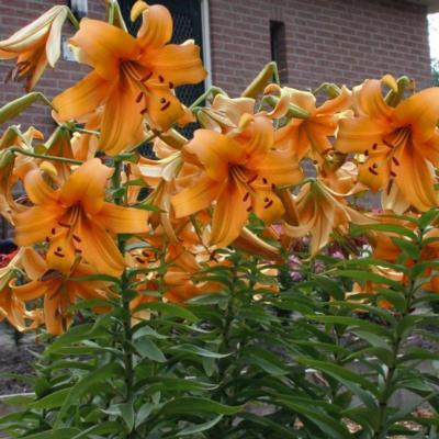 lilium-orange-space