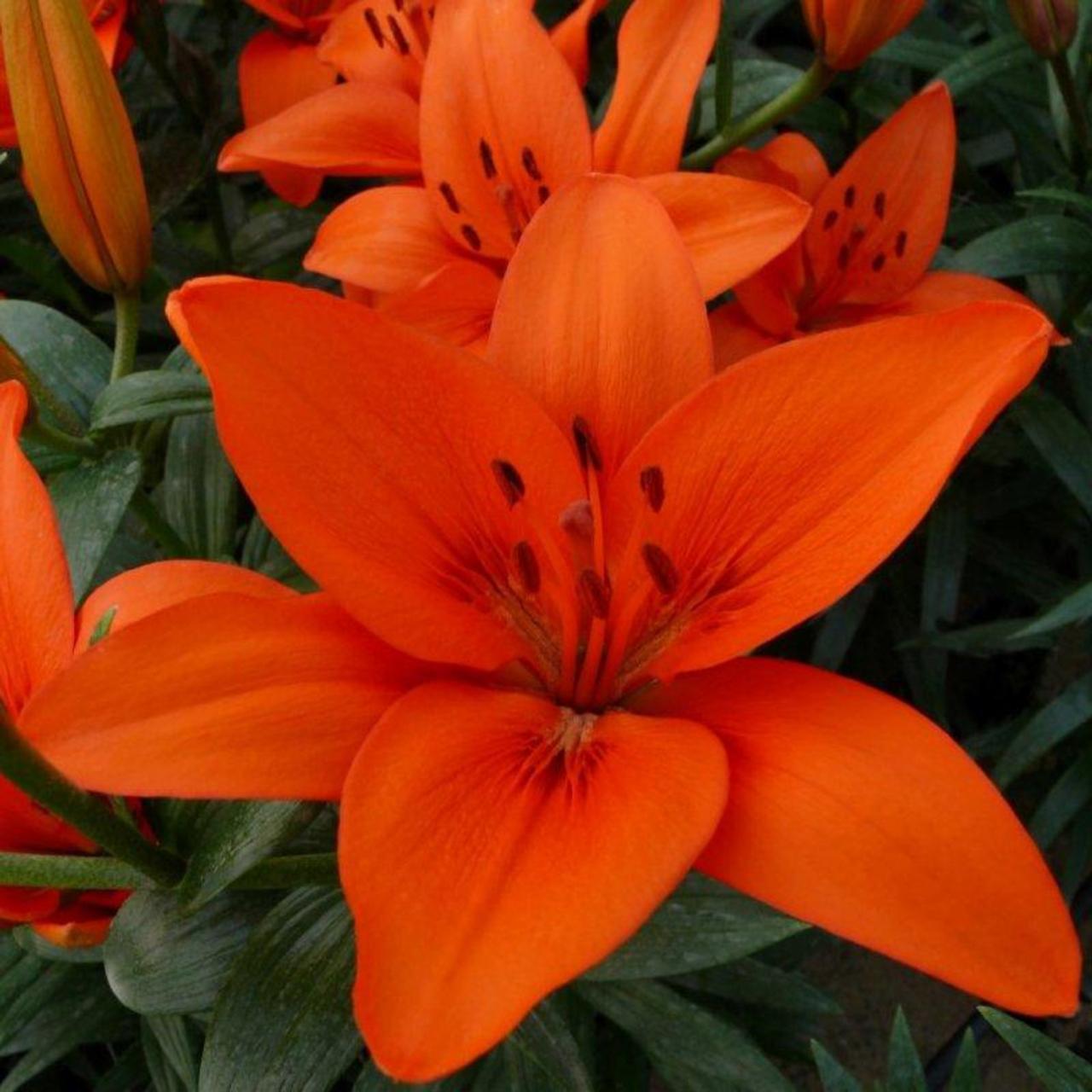 Lilium 'Orange Summer' plant