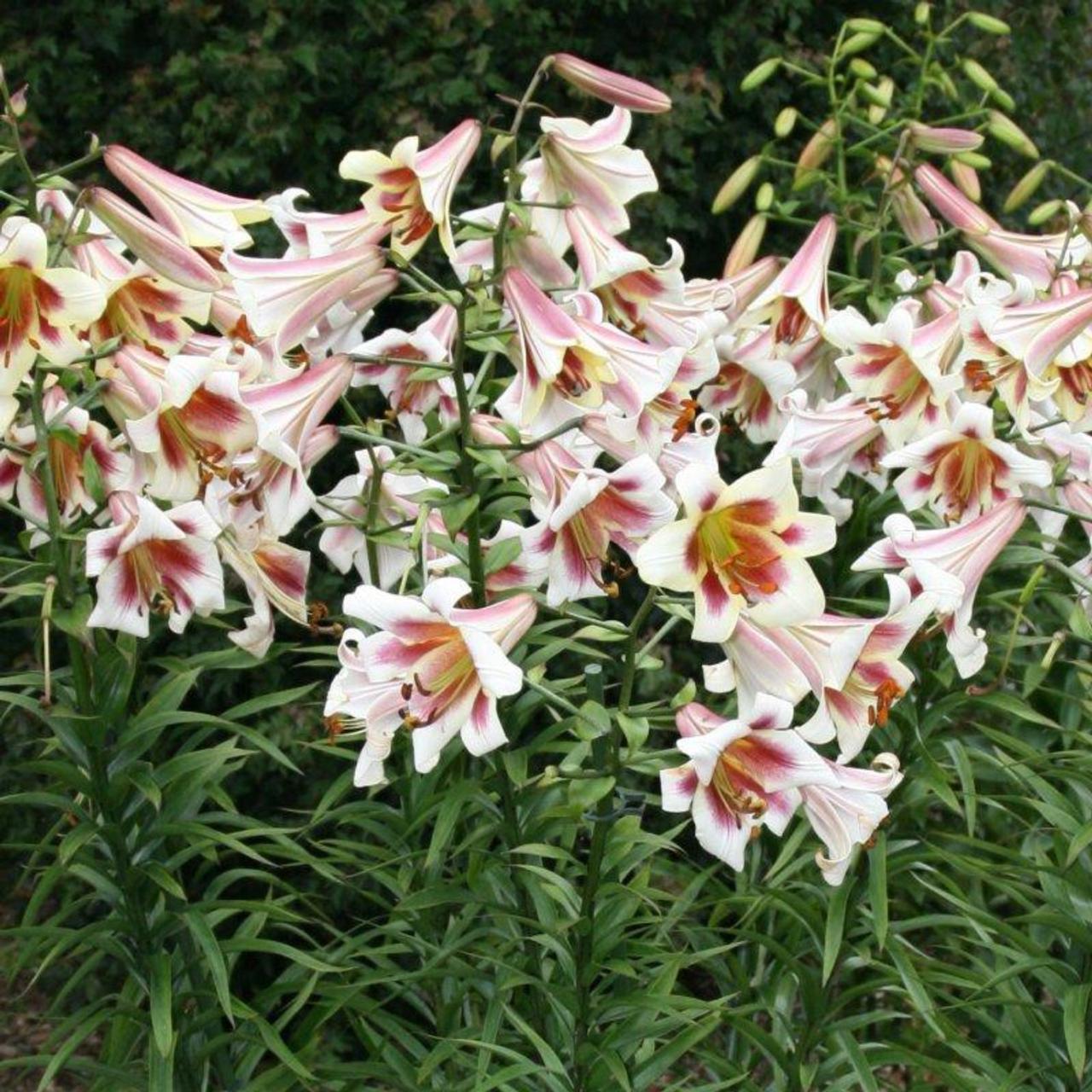 Lilium 'Passion Moon' plant