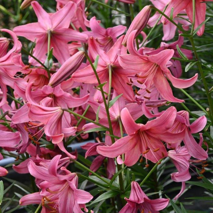 Lilium 'Pink Flight' plant