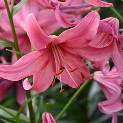 lilium-pink-flight