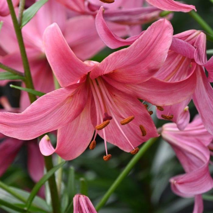 Lilium 'Pink Flight' plant