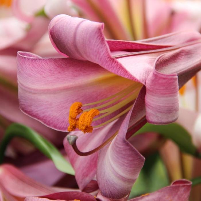 Lilium 'Pink Perfection' plant