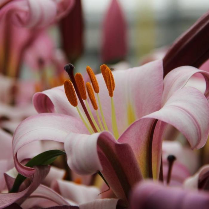 Lilium 'Pink Perfection' plant