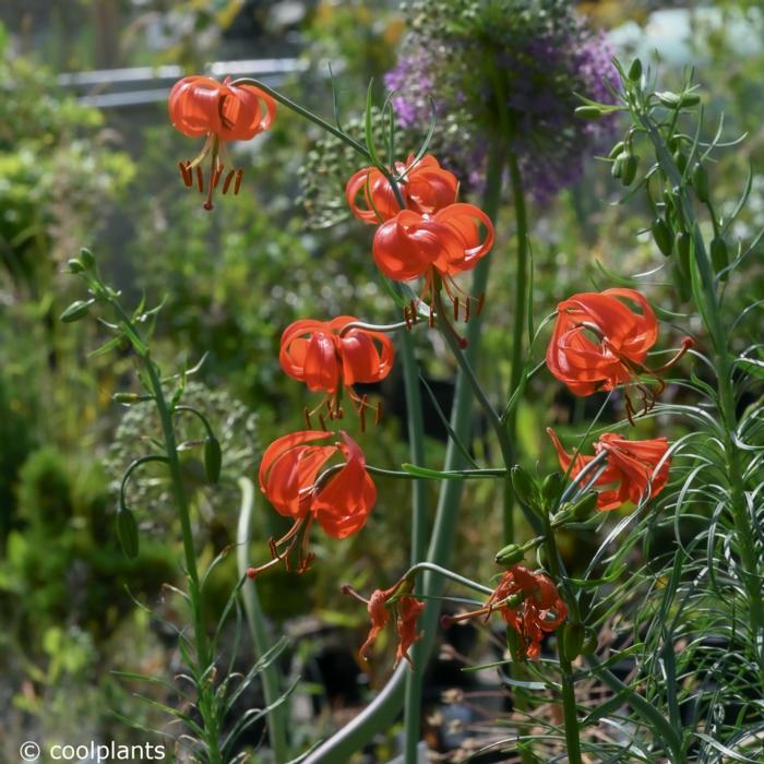 Lilium pumilum plant