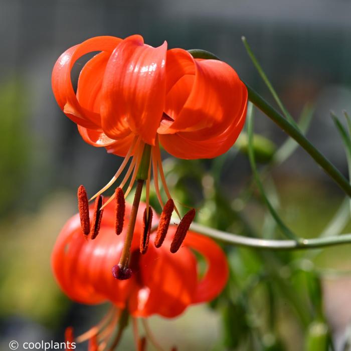 Lilium pumilum plant