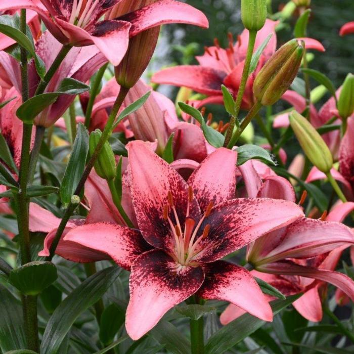 Lilium 'Purple Dream' plant