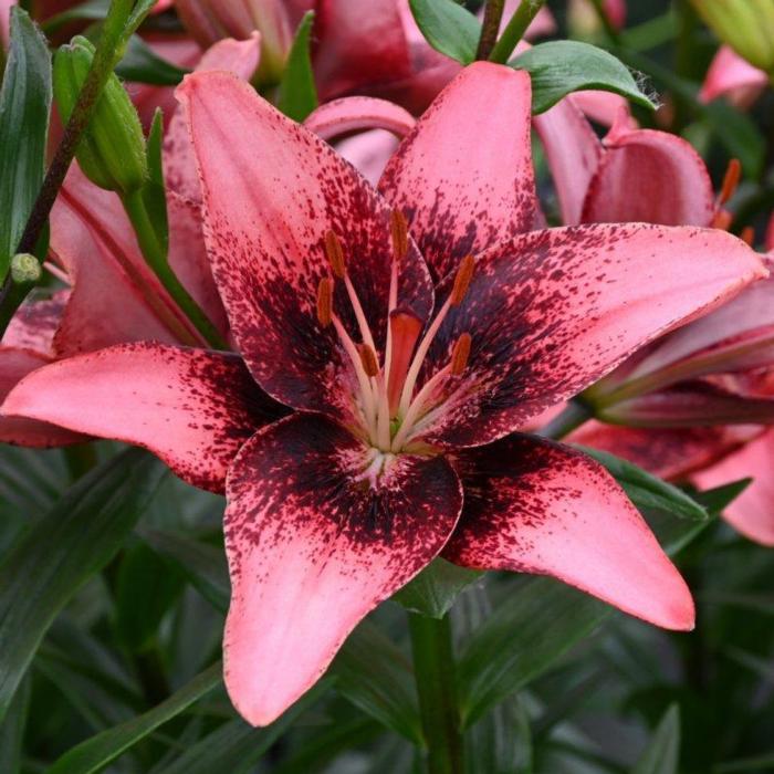 Lilium 'Purple Dream' plant