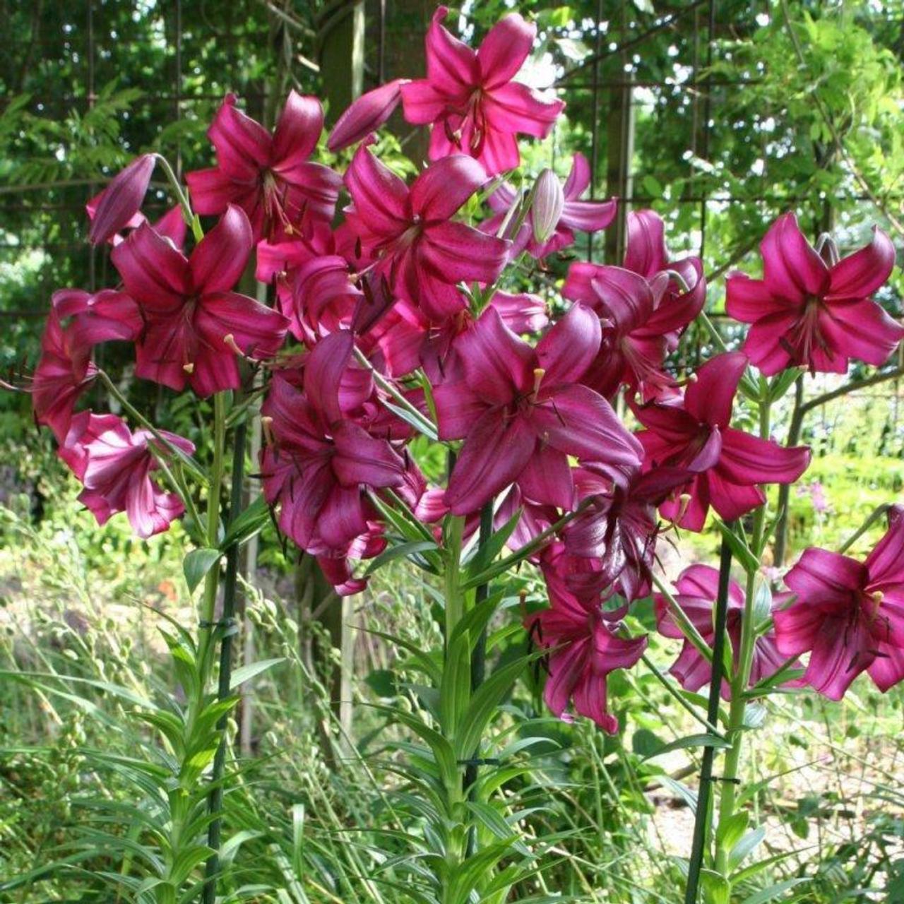 Lilium 'Purple Marble' plant