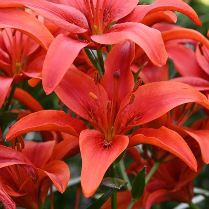 Lilium 'Red County' plant