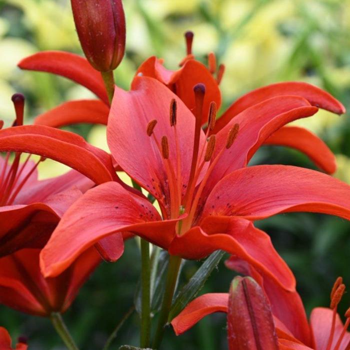 Lilium 'Red County' plant