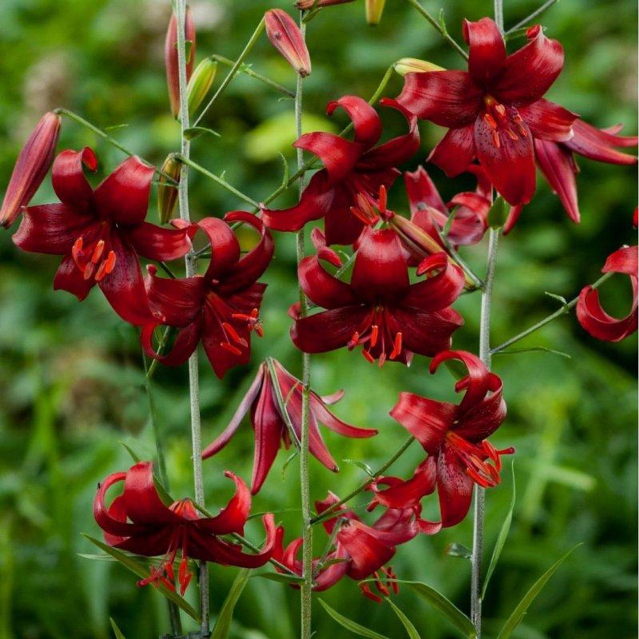 Lilium 'Red Velvet' plant