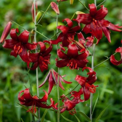 lilium-red-velvet