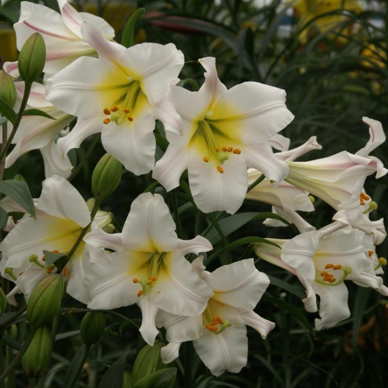 Lilium regale 'Album' plant