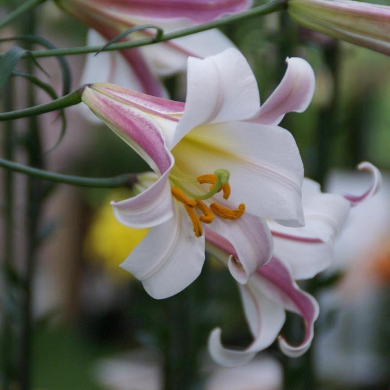 Lilium regale plant