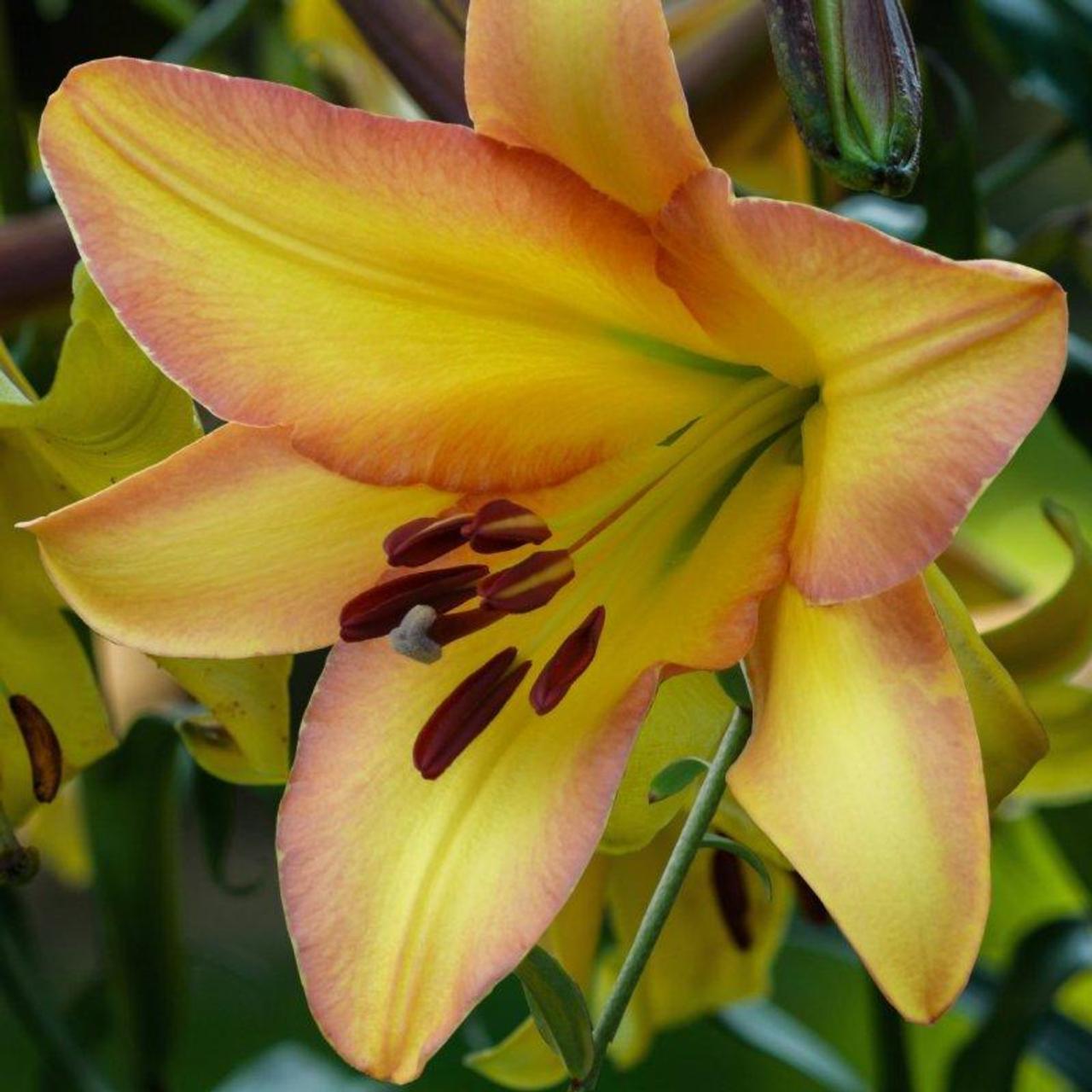 Lilium 'Rising Moon' plant