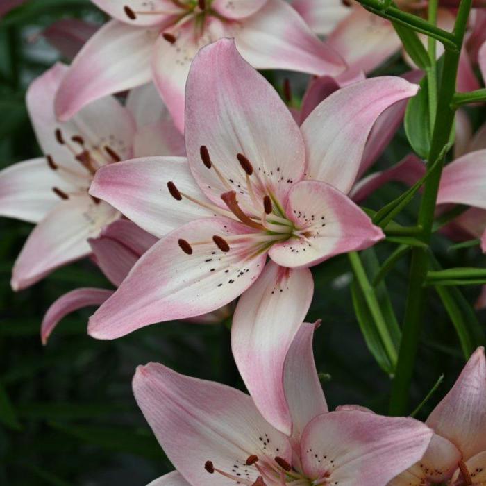 Lilium 'Rosella's Dream' plant