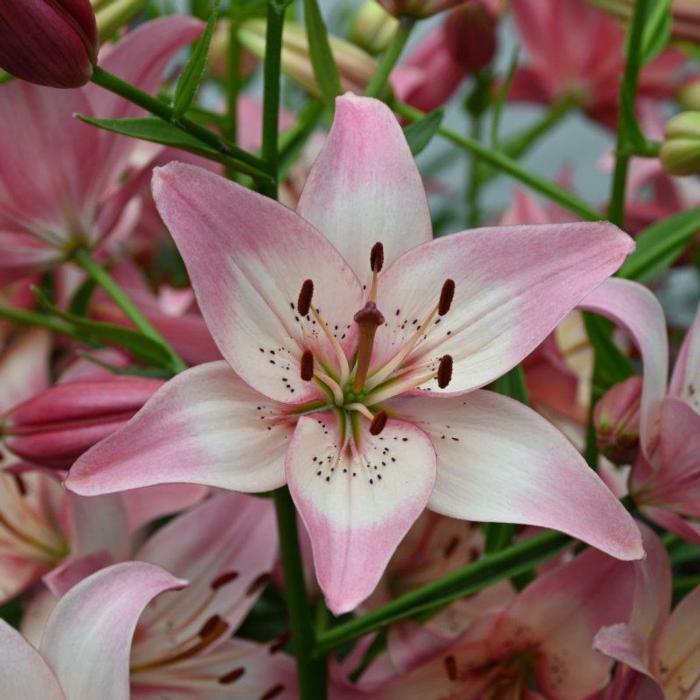 Lilium 'Rosella's Dream' plant