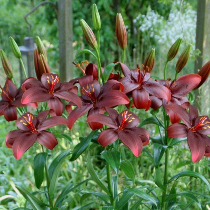 Lilium 'Royal Kiss' plant