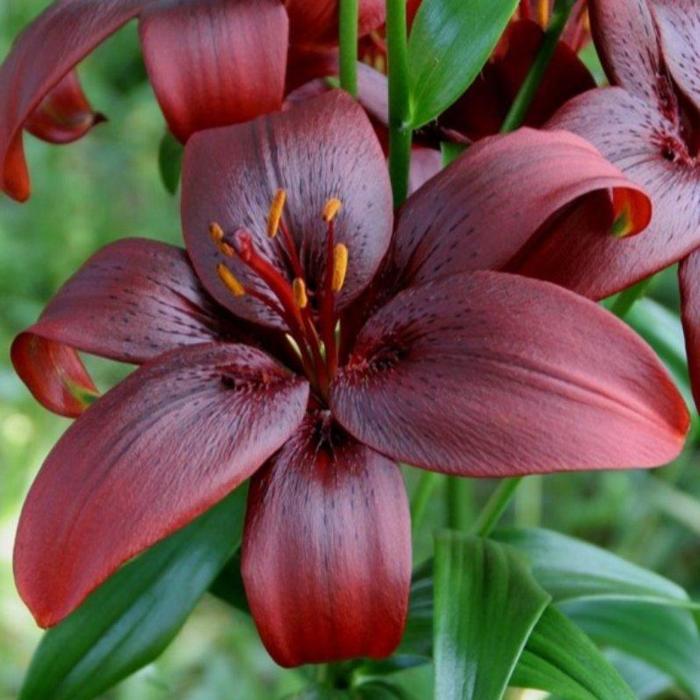 Lilium 'Royal Kiss' plant