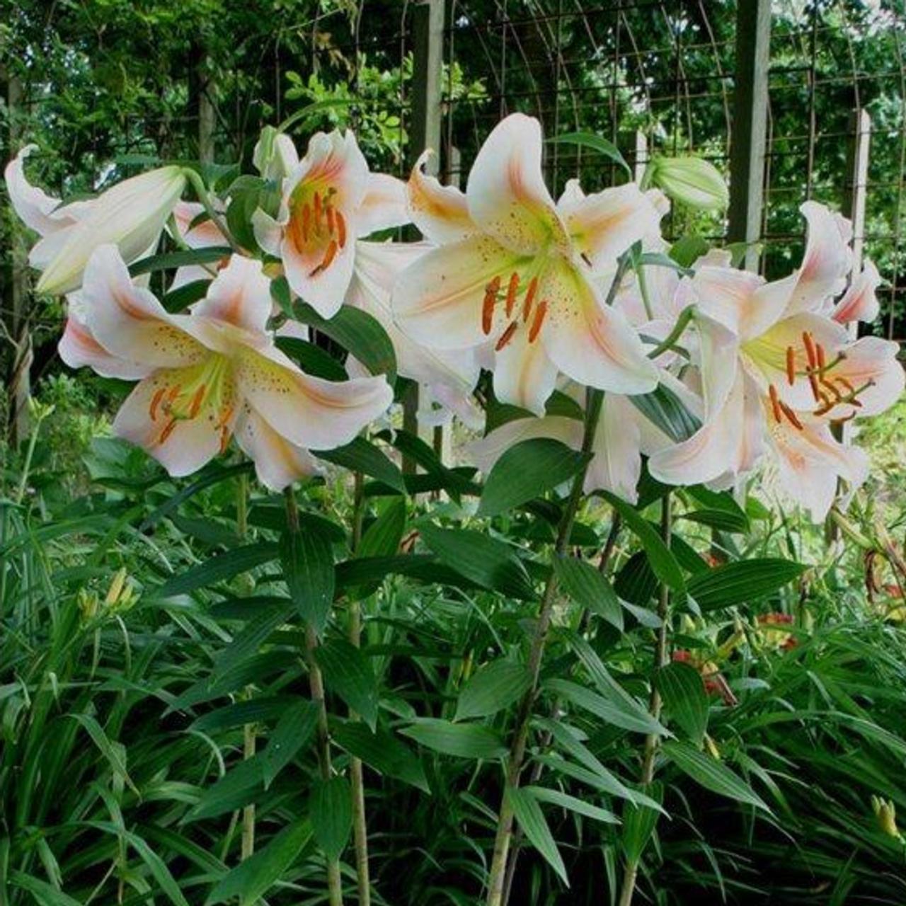 lilium-salmon-party Lilium 'Salmon Party' plant