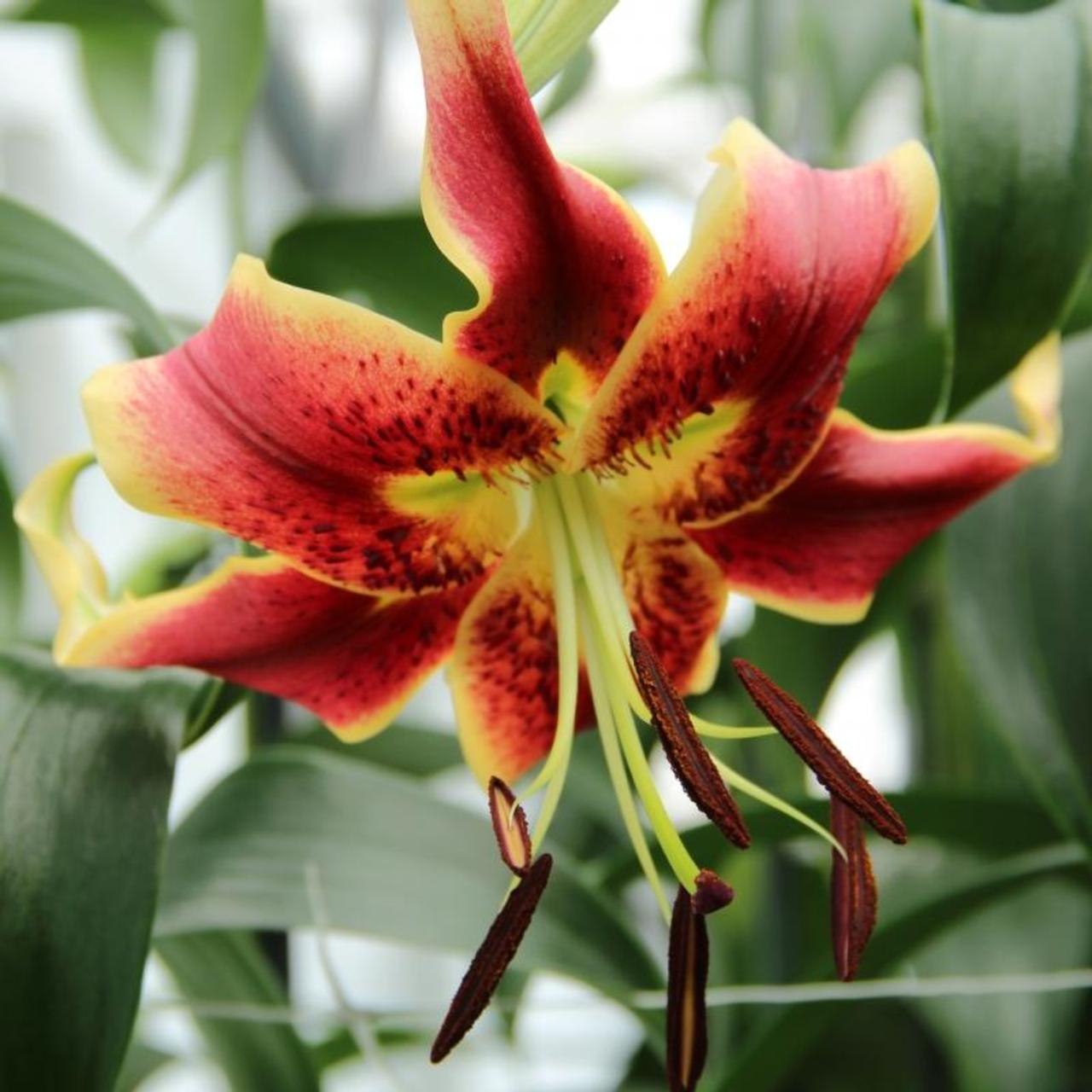 Lilium 'Scheherazade' plant