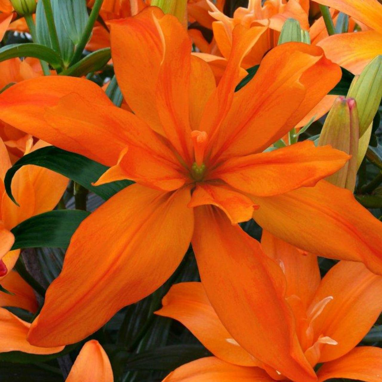 Lilium 'Scoubidou' plant