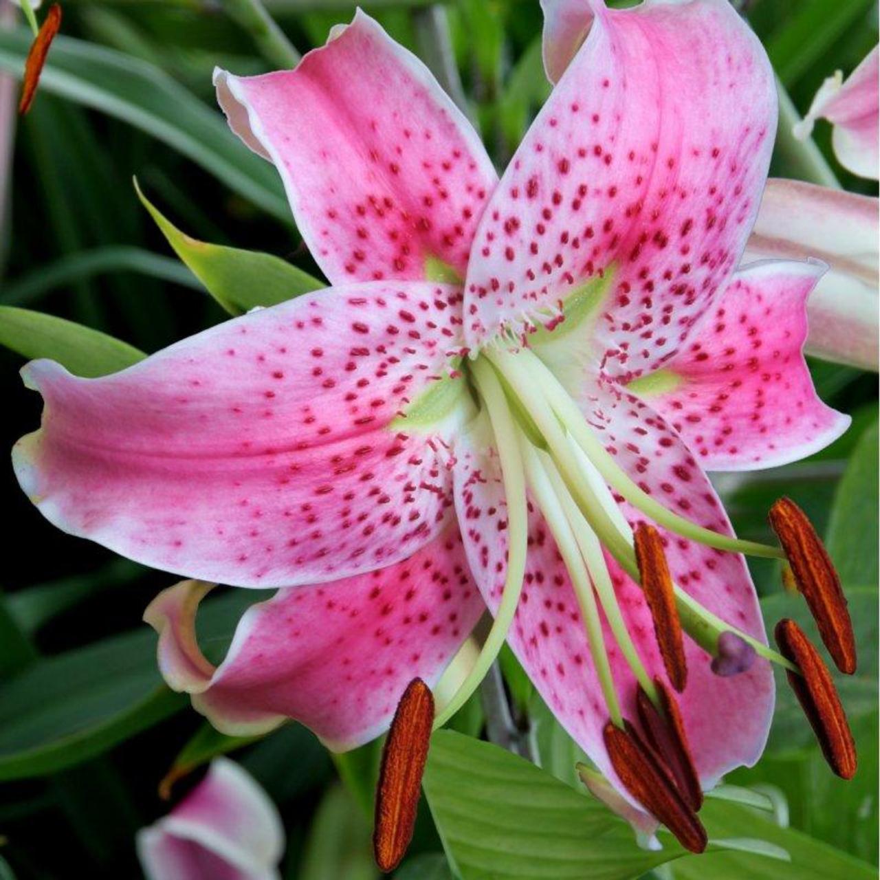 Lilium speciosum 'Uchida' plant