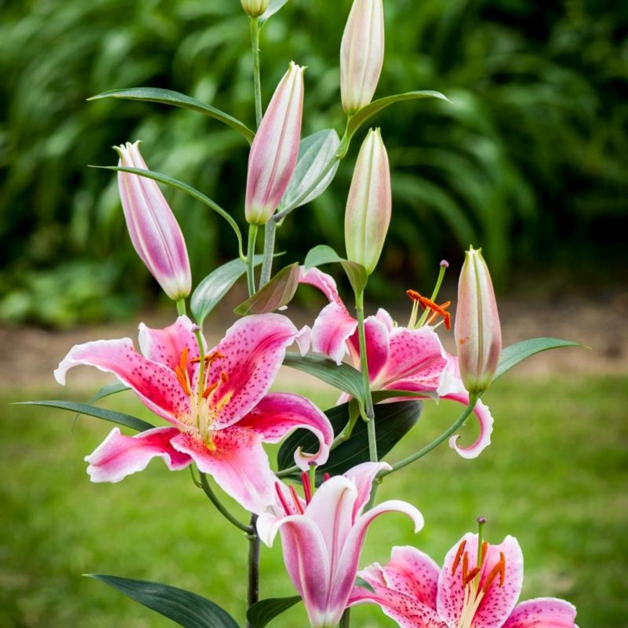 Lilium 'Stargazer' plant