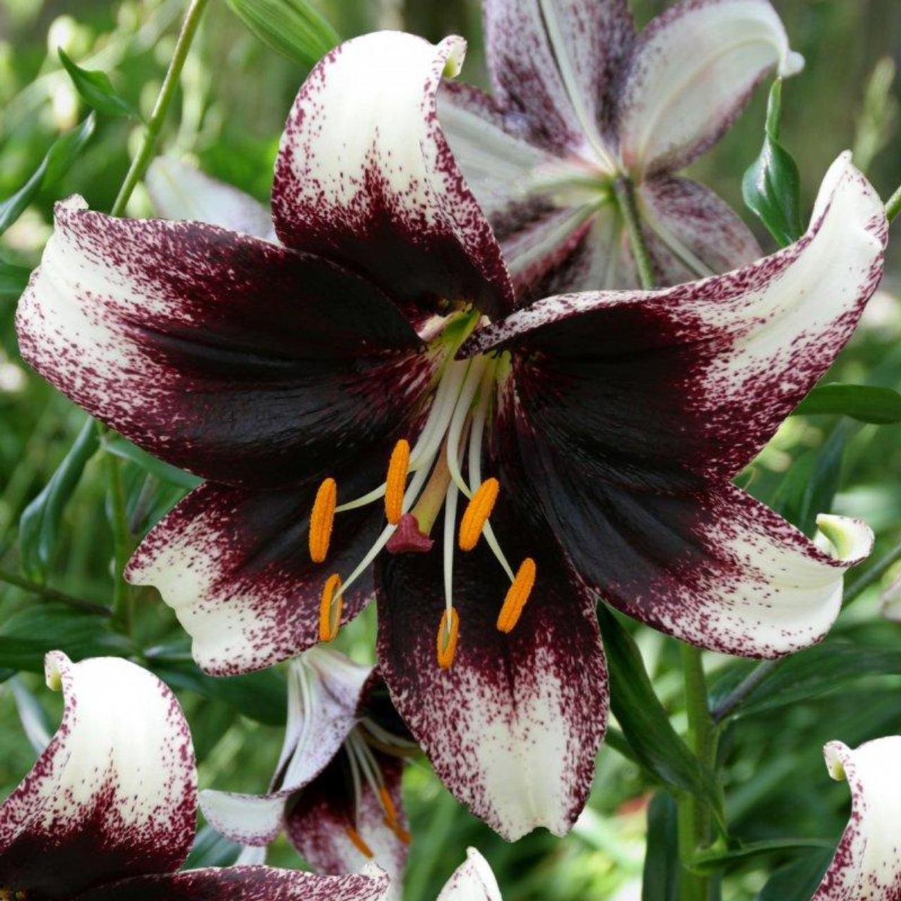 Lilium 'Stracciatella Event' plant