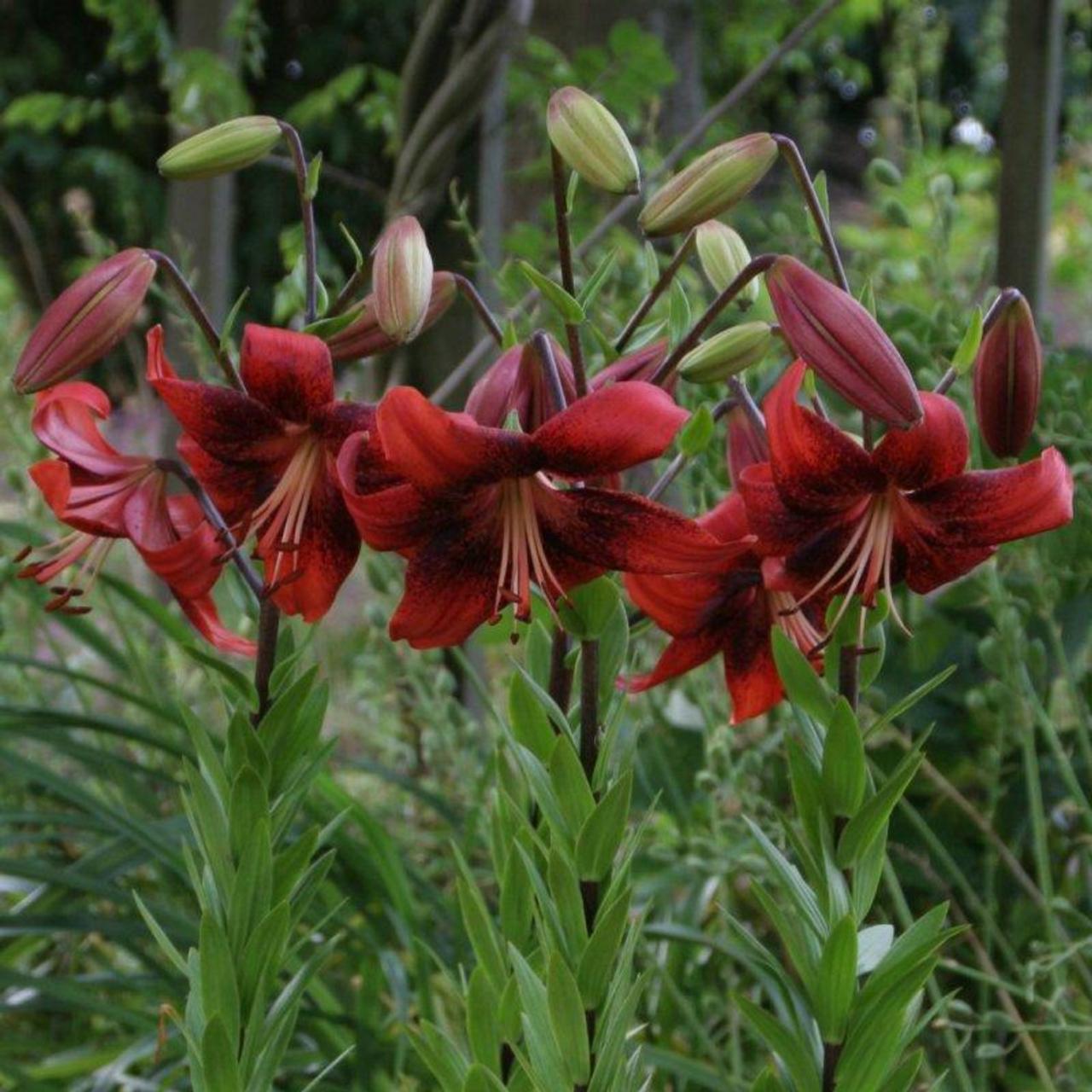 Lilium 'Strawberry Event' plant