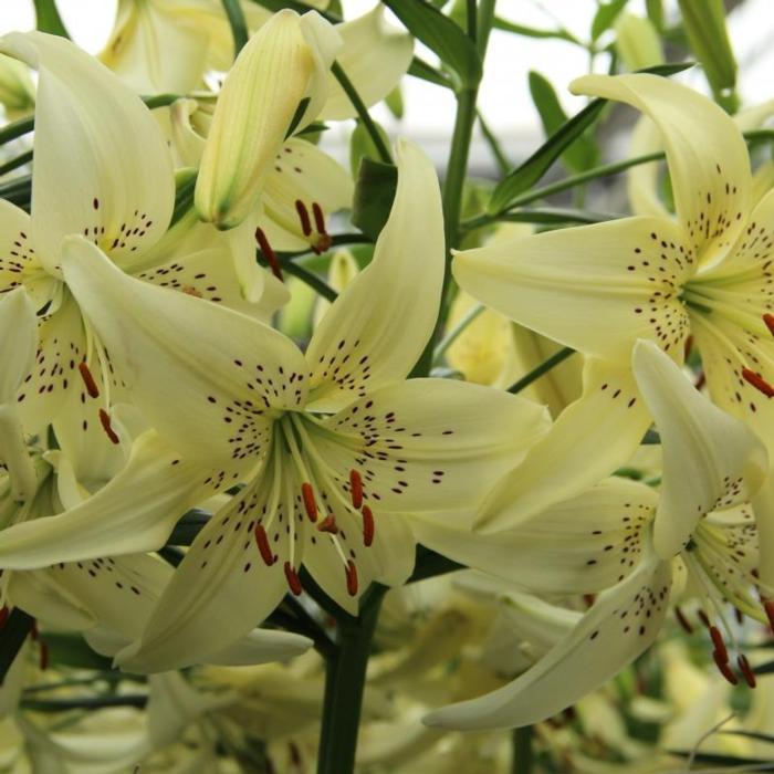 Lilium 'Sweet Surrender' plant