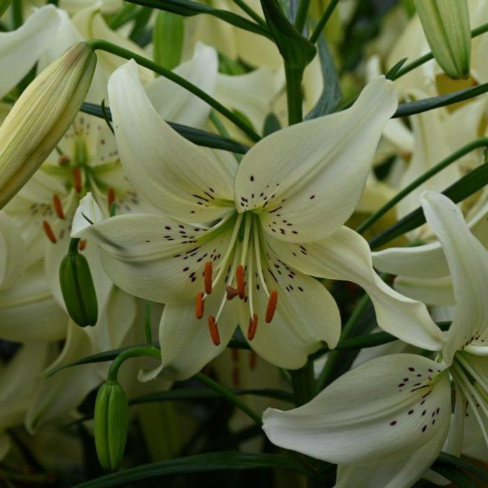 Lilium 'Sweet Surrender' plant