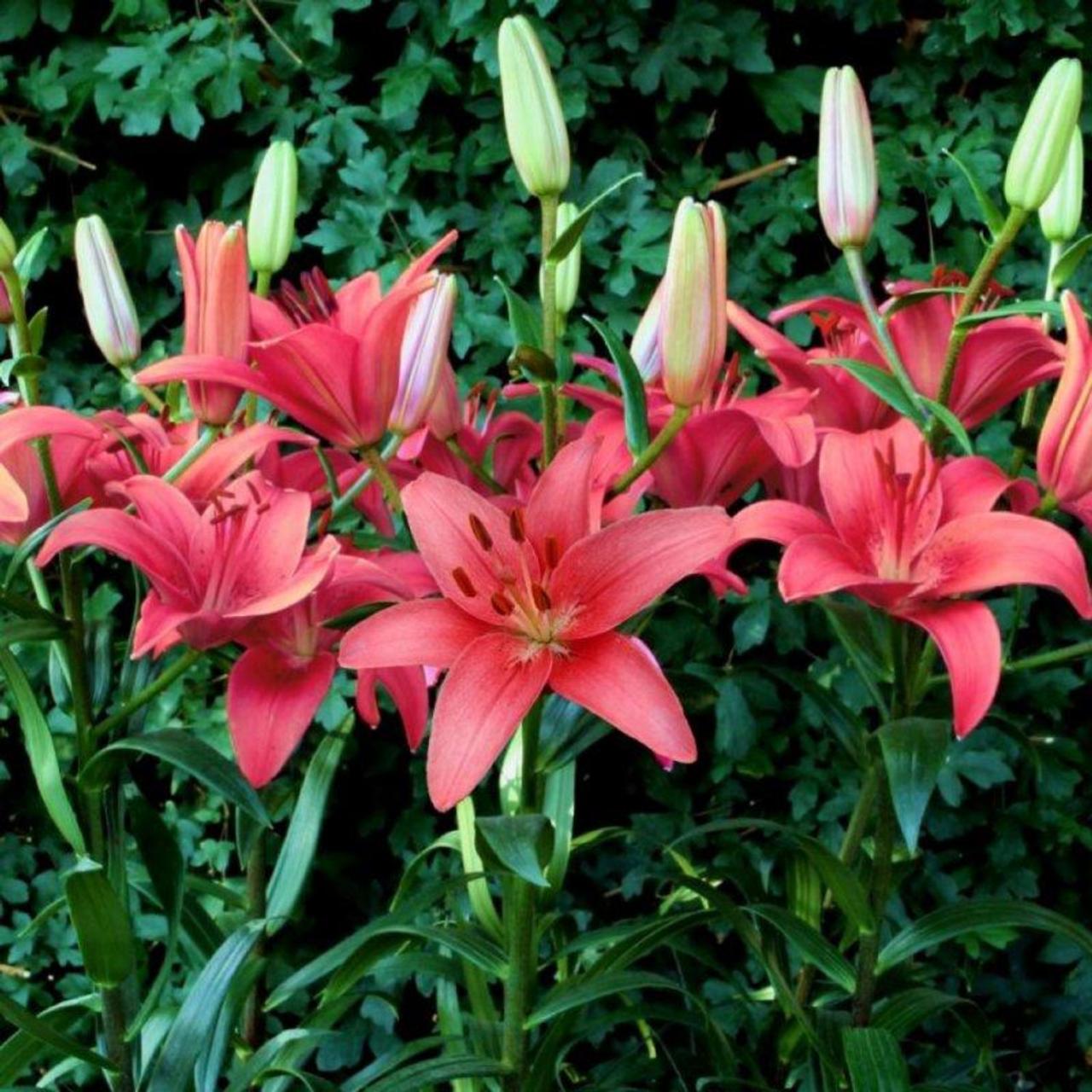 Lilium 'Sylt' plant