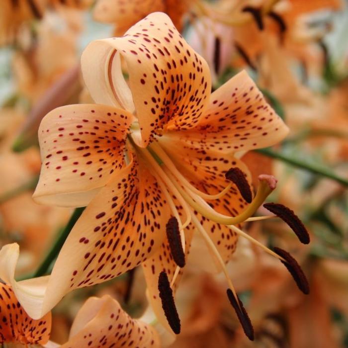 Lilium 'Tiger Babies' plant