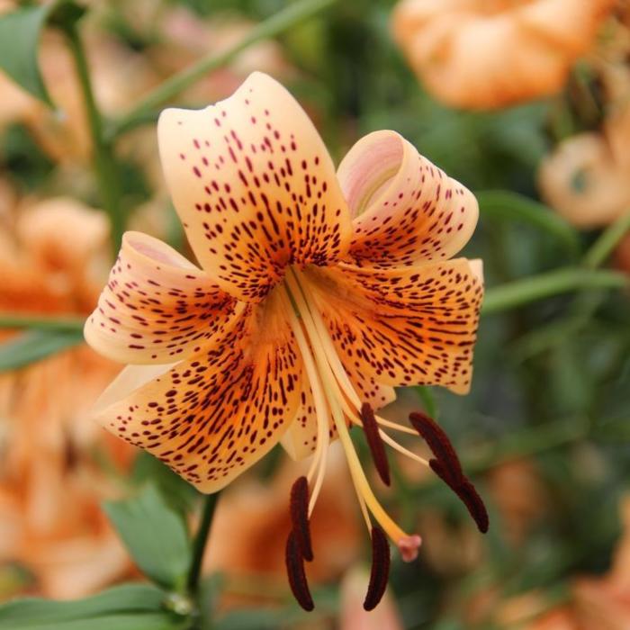 Lilium 'Tiger Babies' plant