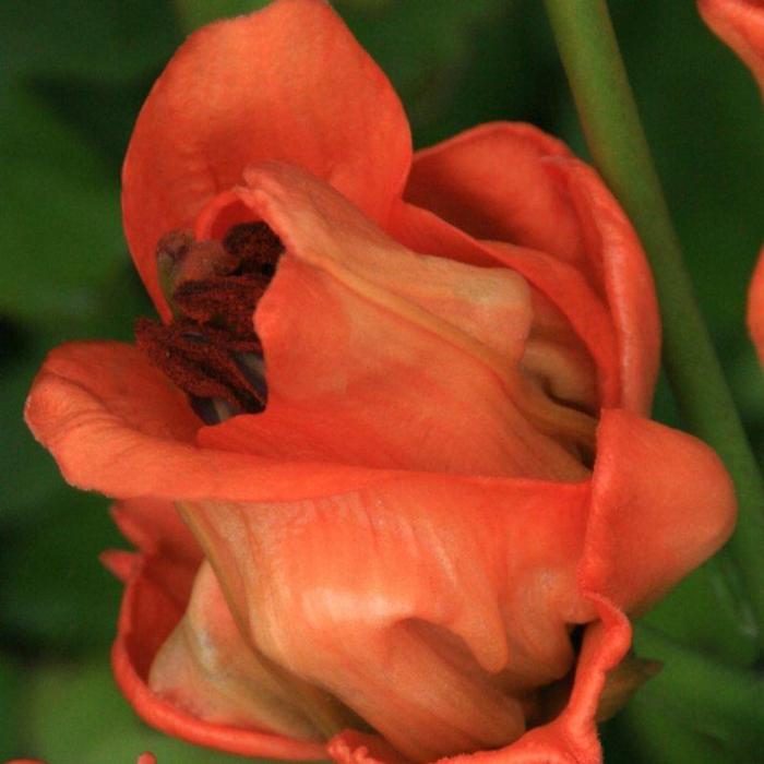 Lilium 'Tintoretto' plant