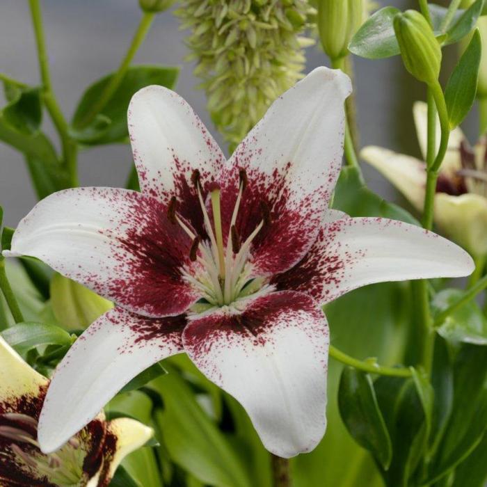 Lilium 'Tribal Kiss' plant