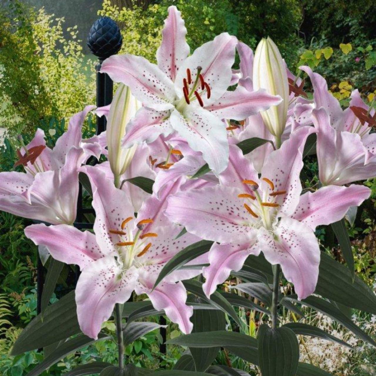 Lilium 'Virtuoso' plant