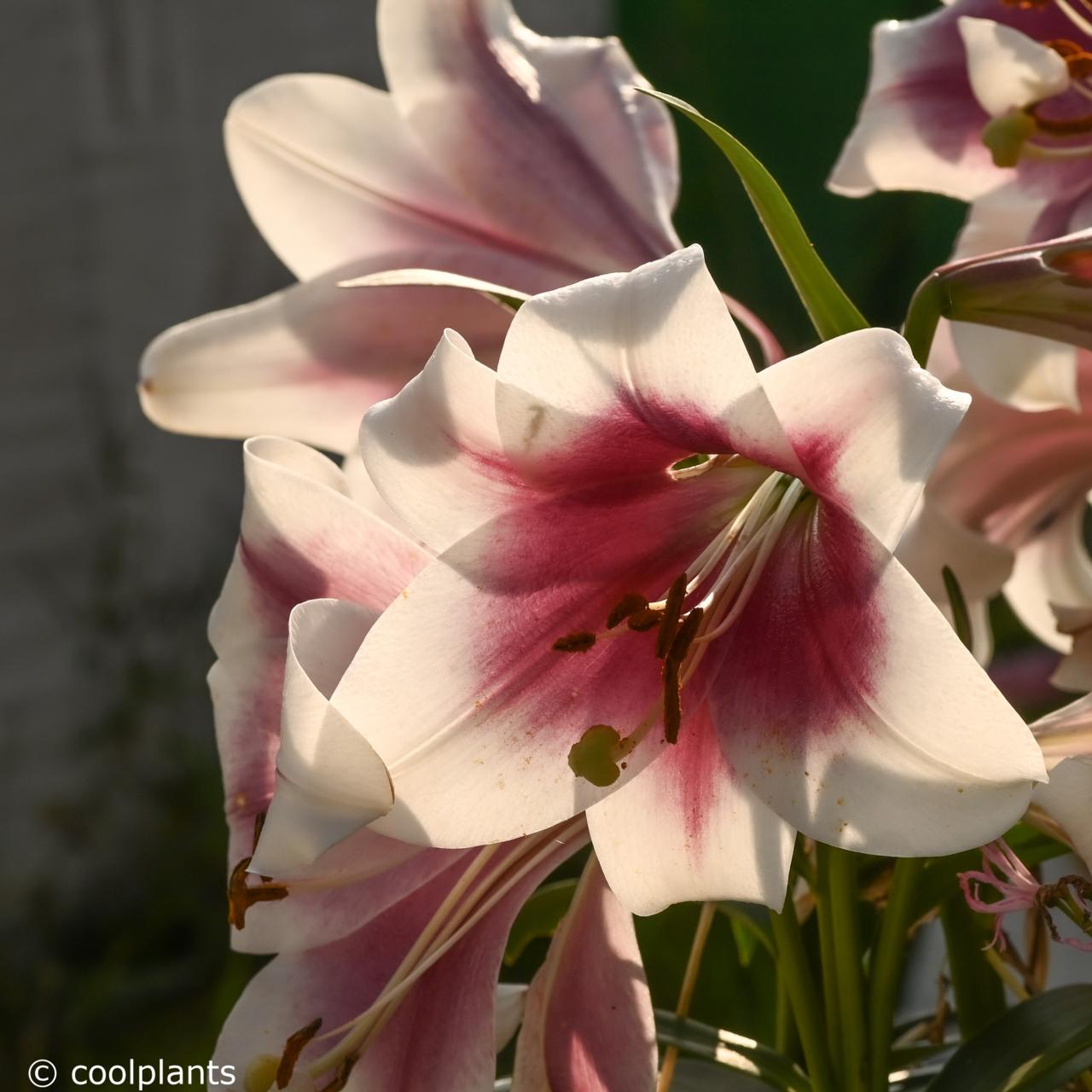 Lilium 'Zanlophator' plant