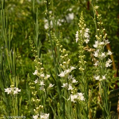 linaria-purpurea-springside-white