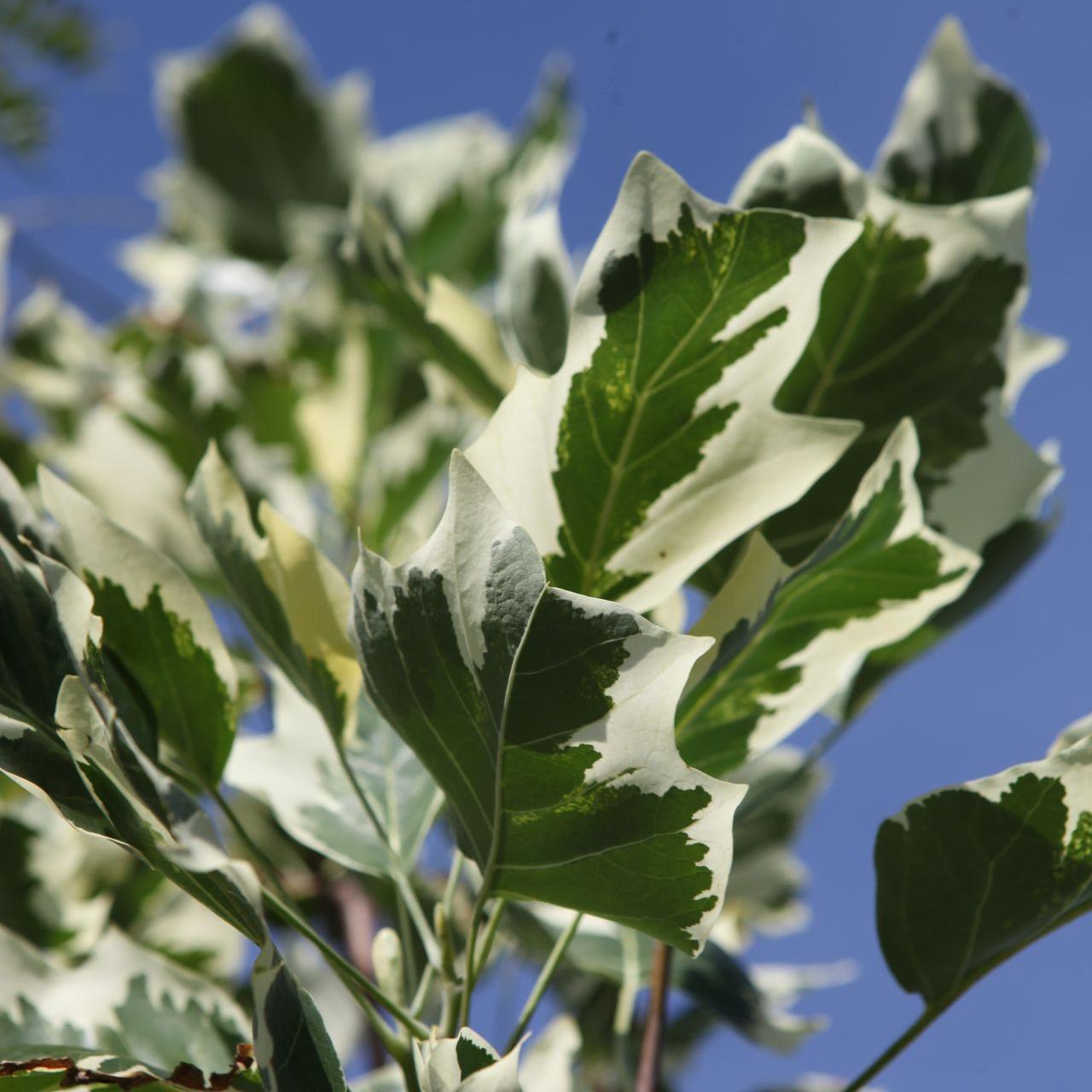 Liriodendron tulipifera 'Snowbird' plant