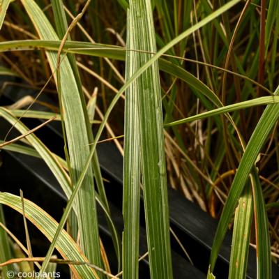 liriope-muscari-aztec-grass