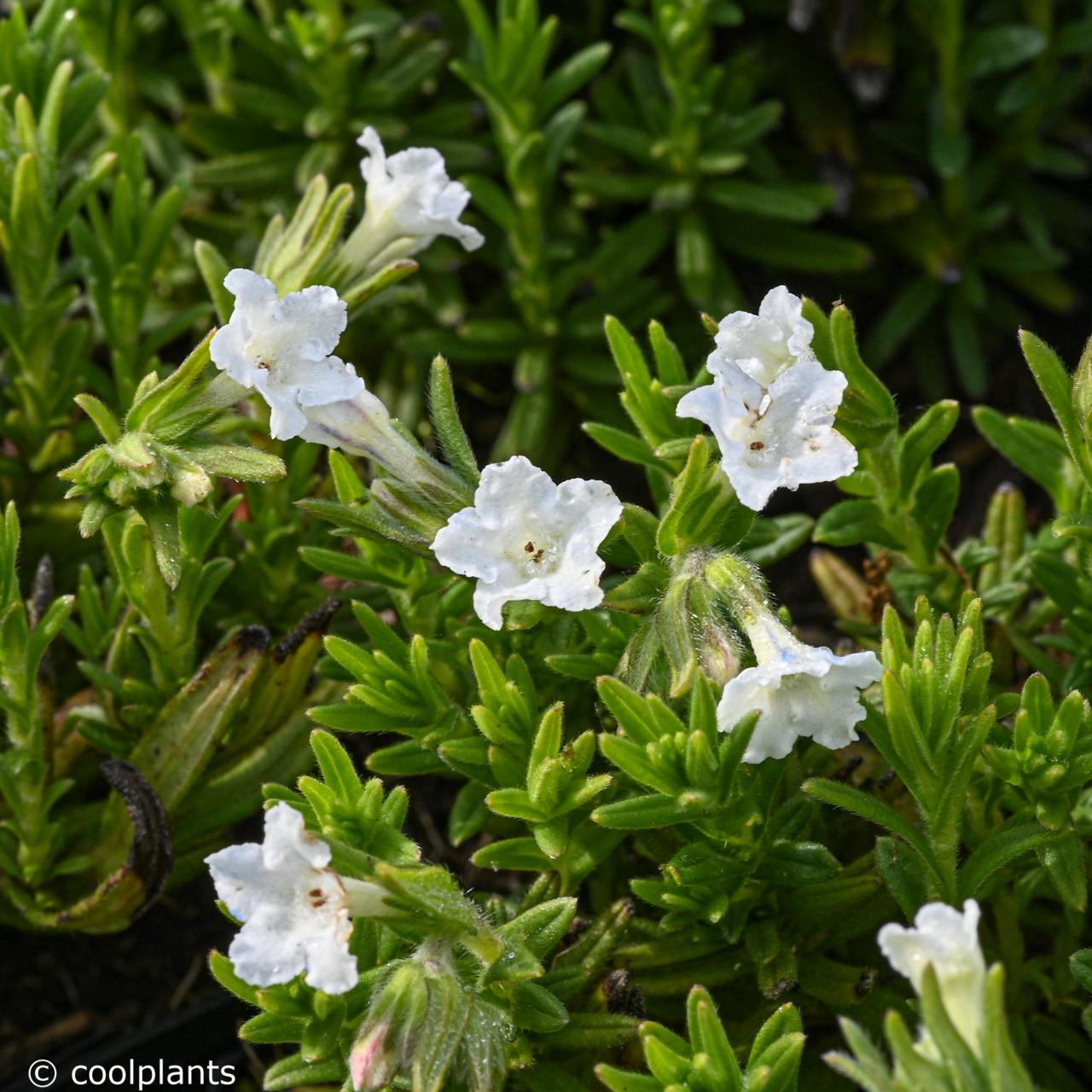 Lithodora diffusa 'Alba' plant