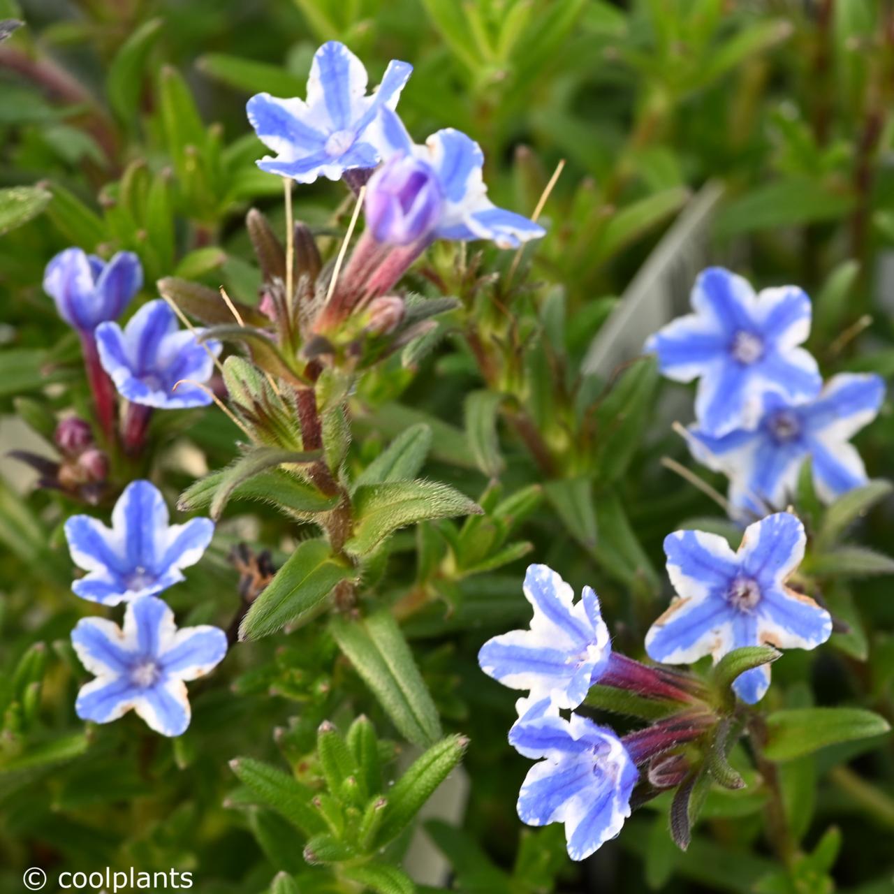 Lithodora diffusa 'Star' plant