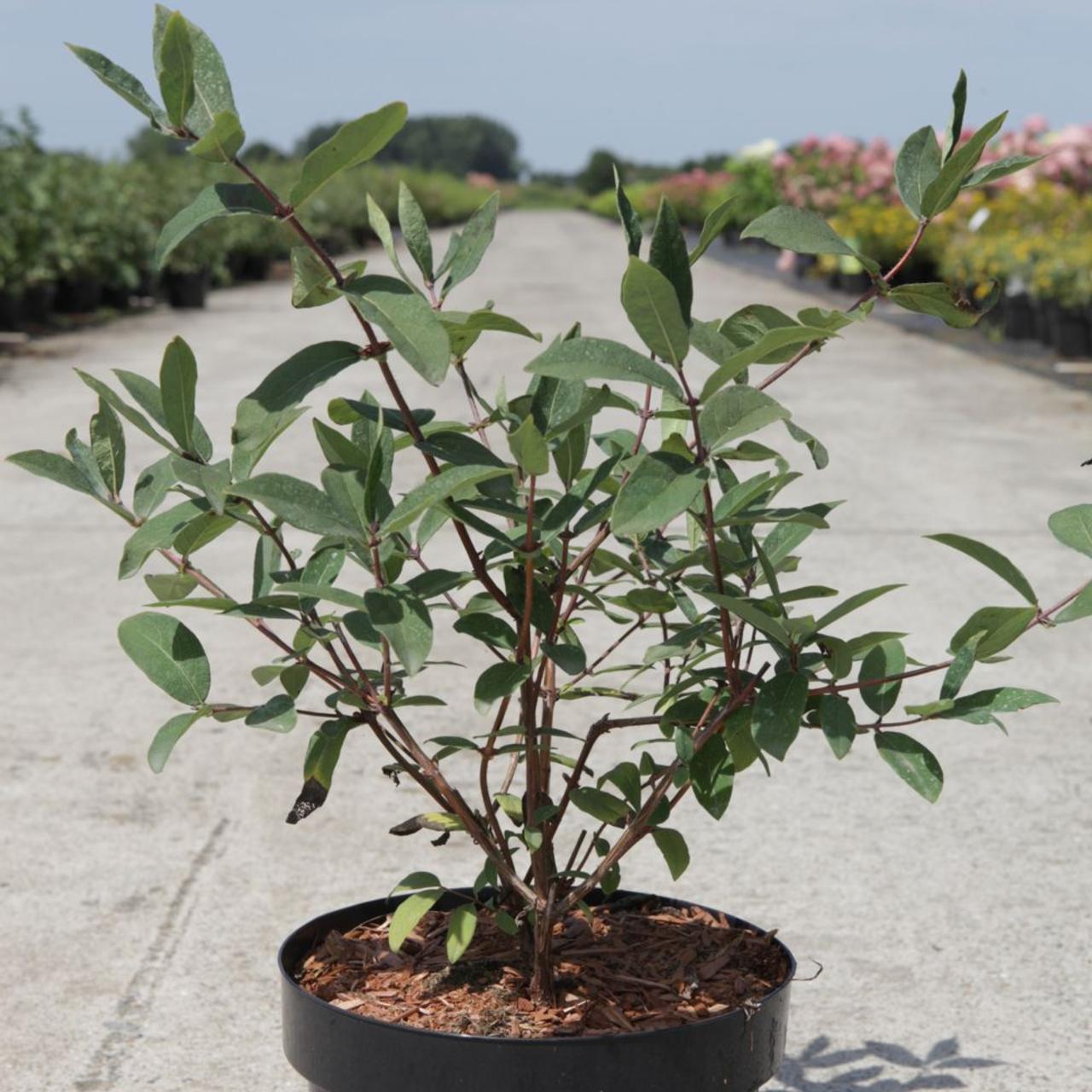 Lonicera caerulea kamtschatica plant